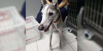 Porta il cane dal veterinario per farlo sopprimere, ma il medico lo fa adottare