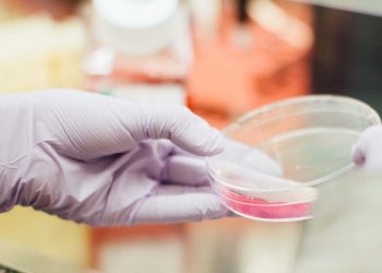 ricerca scienza scienziati cellule staminali