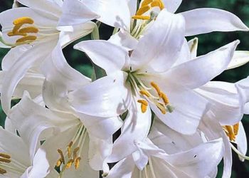 In memoria di Julia Marra