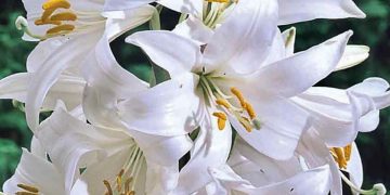 In memoria di Julia Marra