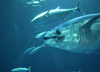 L’UE avvia un’azione legale contro Malta per irregolarità nella pesca del tonno rosso