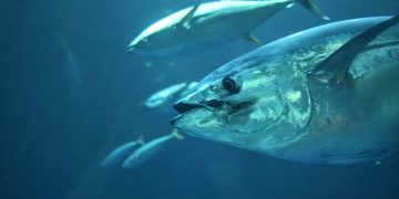 L’UE avvia un’azione legale contro Malta per irregolarità nella pesca del tonno rosso