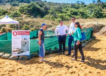 Nido di tartarughe marine a Ramla Bay (Gozo): sospesa la setacciatura della sabbia