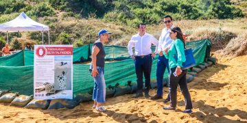 Nido di tartarughe marine a Ramla Bay (Gozo): sospesa la setacciatura della sabbia