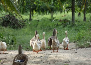 Le anatre di Salini sono affette da influenza aviaria e salmonella
