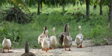 Le anatre di Salini sono affette da influenza aviaria e salmonella