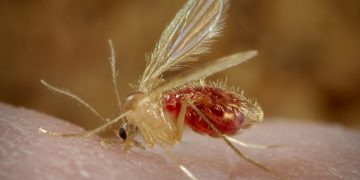 Un particolare insetto del Mediterraneo potrebbe spiegare il basso numero dei casi Covid a Malta