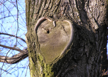 Nuovo parco pubblico a Birzebbuga, piantati 2200 alberi come strategia per migliorare l’impatto del Free Port