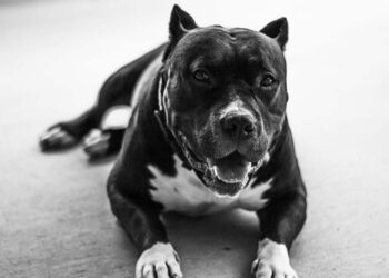 La donna sbranata dai cani viveva nel garage mentre il nipote allevava cani sul tetto