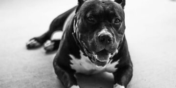 La donna sbranata dai cani viveva nel garage mentre il nipote allevava cani sul tetto