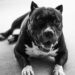 La donna sbranata dai cani viveva nel garage mentre il nipote allevava cani sul tetto