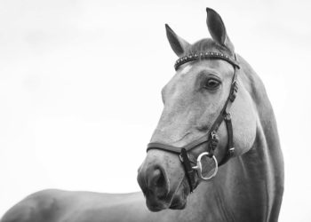 Un altro caso di zoofilia: cittadino nigeriano arrestato per aver abusato di una cavalla