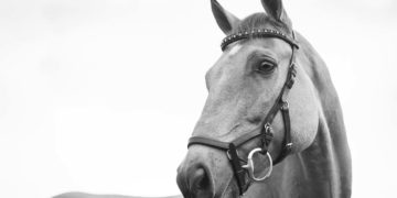 Un altro caso di zoofilia: cittadino nigeriano arrestato per aver abusato di una cavalla