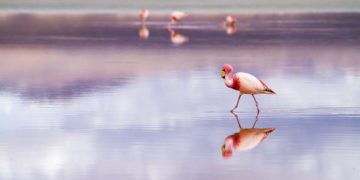 fenicottero fenicotteri