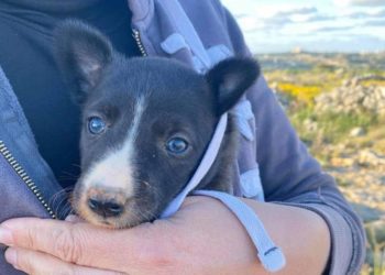 Abbandonati ed ammassati in una buca, vengono salvati da un gruppo di volontari