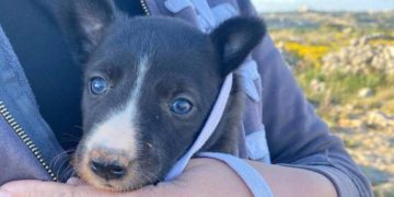 Abbandonati ed ammassati in una buca, vengono salvati da un gruppo di volontari