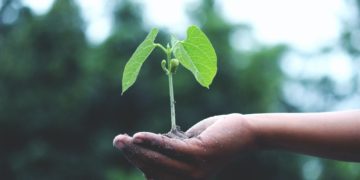 Malta diventa più verde, via al rimboschimento