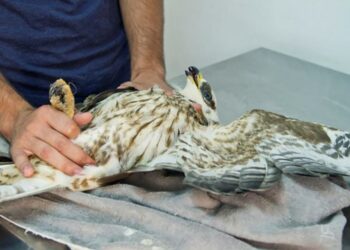 Boschi di Mizieb, “cacciatore” abbatte un falco di una specie protetta: sarà processato