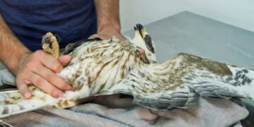 Boschi di Mizieb, “cacciatore” abbatte un falco di una specie protetta: sarà processato