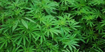 Cannabis, anche la Caritas dice “no” alla legalizzazione: «Il facile possesso ne incrementerà l’uso»