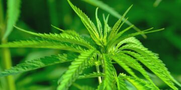 La cannabis ora arriva per posta: sequestrati tre pacchi di “fumo” spediti da Paesi Bassi e Regno Unito