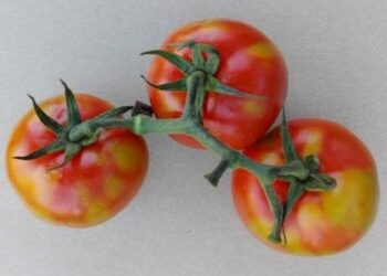 Malta in allarme: c’è un virus che uccide pomodori e peperoni, stop alle importazioni dalla Sicilia