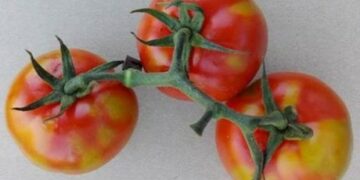 Malta in allarme: c’è un virus che uccide pomodori e peperoni, stop alle importazioni dalla Sicilia