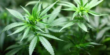 Cannabis, i cattolici contro la liberalizzazione: «Molti giovani che fumano poi li ritroveremo alla Caritas»