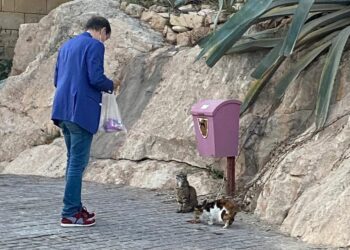 Coccole e croccantini, il dolce amore dei maltesi per i gatti randagi