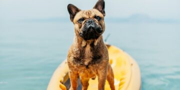 Al mare con i cani: nove spiagge dove fare il bagno con gli amici a quattro zampe