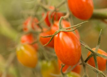 Agricoltori in ginocchio, il grande caldo soffoca anche le coltivazioni