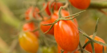 Agricoltori in ginocchio, il grande caldo soffoca anche le coltivazioni