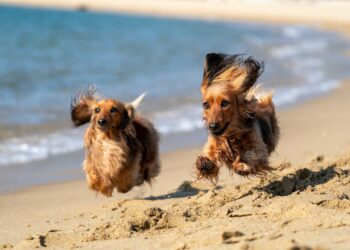 Al mare con i cani: nove spiagge dove fare il bagno con gli amici a quattro zampe