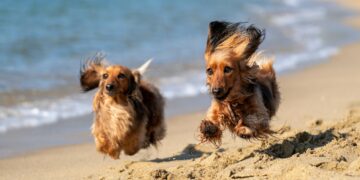 Al mare con i cani: nove spiagge dove fare il bagno con gli amici a quattro zampe