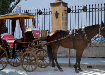 Troppe carrozze per turisti, l’organizzazione per i diritti degli animali chiede di “liquidare” gli autisti