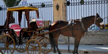 Troppe carrozze per turisti, l’organizzazione per i diritti degli animali chiede di “liquidare” gli autisti