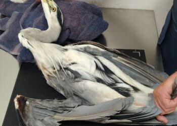 Ucciso un esemplare di airone cenerino, vittima della caccia illegale