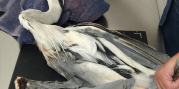 Ucciso un esemplare di airone cenerino, vittima della caccia illegale