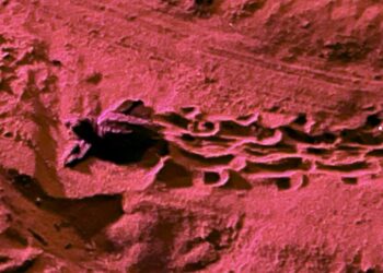 A Gozo tornano a nascere le tartarughe. Il lieto evento a Ramla Bay