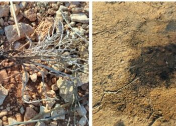 Accendono un falò su un’area protetta: «volevano arrostire marshmallow»