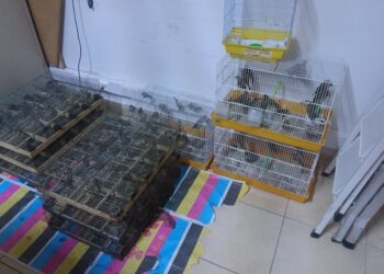 Maxi sequestro di uccelli selvatici destinati alla caccia illegale