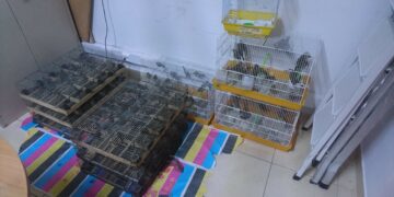 Maxi sequestro di uccelli selvatici destinati alla caccia illegale