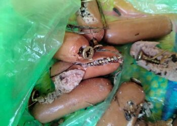 Ritrovate salsicce imbottite di chiodi, trappole mortali per cani e gatti di Gozo