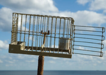 Abrogata la legge che consente la cattura dei fringuelli per fini di ricerca scientifica