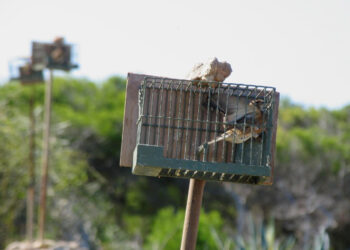 Clamoroso dietrofront del Governo: via libera alla cattura dei fringuelli