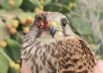 La caccia illegale continua a mietere vittime