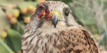 La caccia illegale continua a mietere vittime