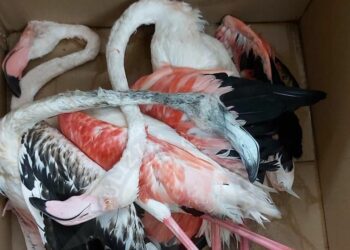 Strage di fenicotteri uccisi a fucilate: in manette cacciatore 23enne