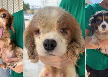 Maxi sequestro nell’allevamento lager: oltre quaranta cani ciechi, infetti e malati