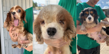 Maxi sequestro nell’allevamento lager: oltre quaranta cani ciechi, infetti e malati